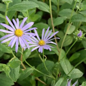 Aster × frikartii 'Mönch' ---